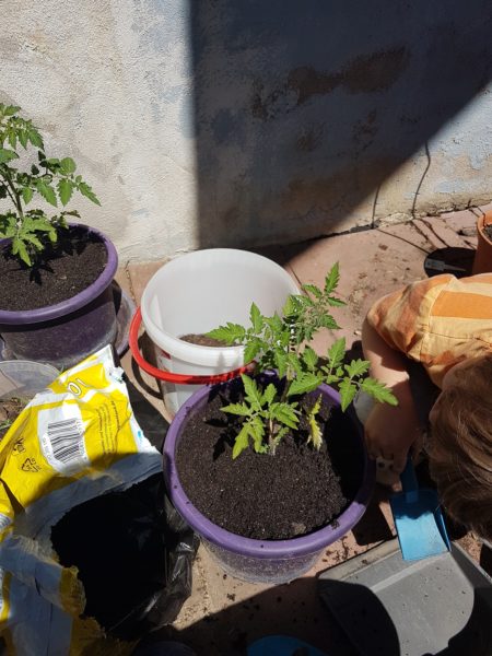 Umtopfen von Tomatenpflanzen