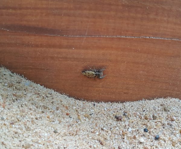 Spinne in einem Sandkasten
